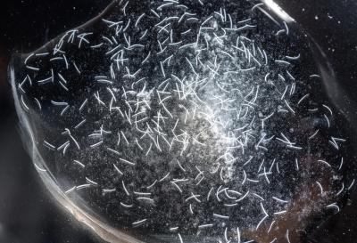 Single-celled protozoan