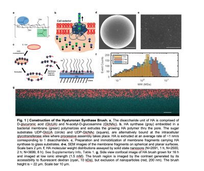 Hyaluronan brush made my engineered enzyme placed on a surface